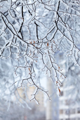 Winter park in snow