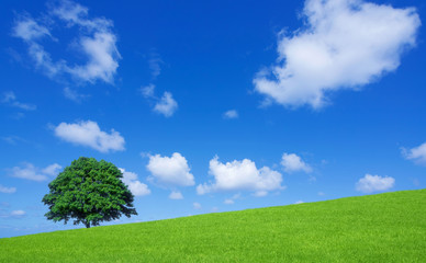 Green fields and lone tree