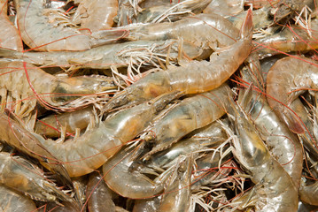 A fresh catch of prawns
