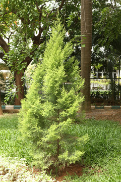 tree trunk