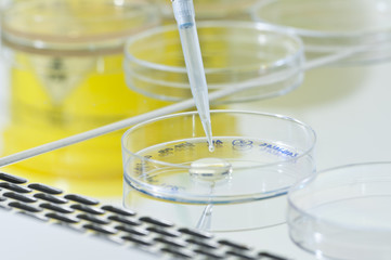 Placa de cultivo de bacterias