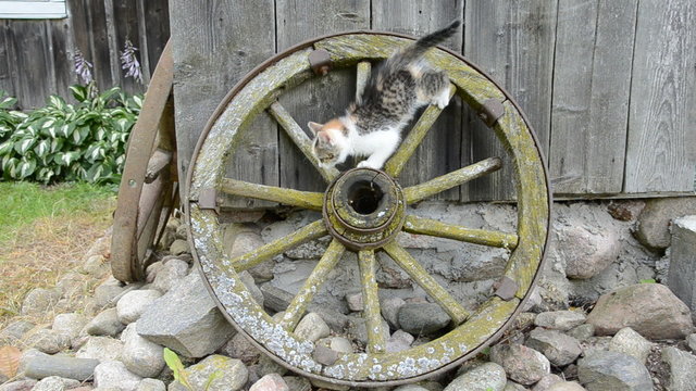 ancient carriage wheel and playing kitten in farm