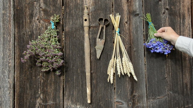 hanging herbs and wheats bunchs on old wooden wall