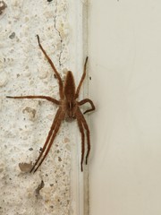 Braune Spinne