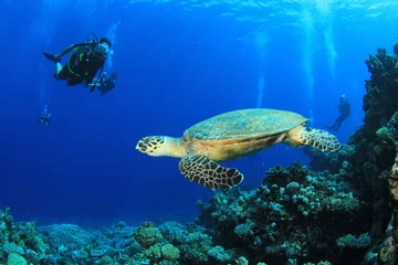 Keuken spatwand met foto Hawksbill Turtle and Scuba Divers on coral reef in the Red Sea © Richard Carey