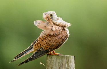 Young common Kestrel polish his feathers
