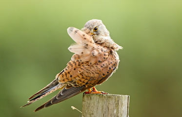 Young common Kestrel polish his feathers