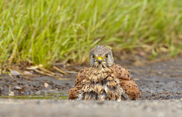Young common Kestrel takes a bad