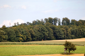 Fototapeta premium Mischwald