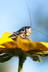 Locusts on the yellow flower