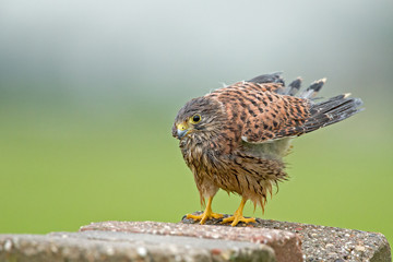Young common Kestrel after a rainshower