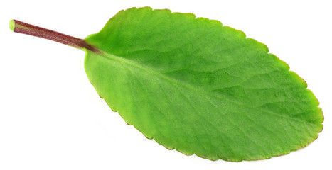 Fototapeta premium Medicinal Kalanchoe or Patharkuchi leaf