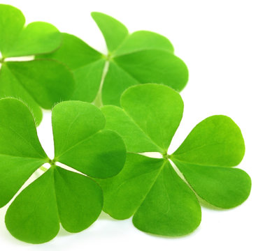 Decorative clover leaves