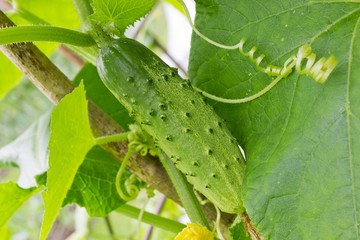 Cucumber on bush