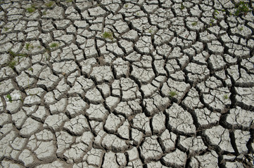 Wetland damaged by drought