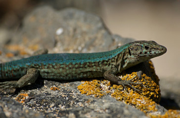 Lilford’s wall lizard - [Podarcis lilfordi sargantanae]
