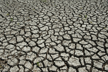 Wetland damaged by drought