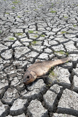 Dead fish on dry wetland