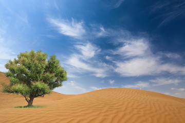 desert and tree