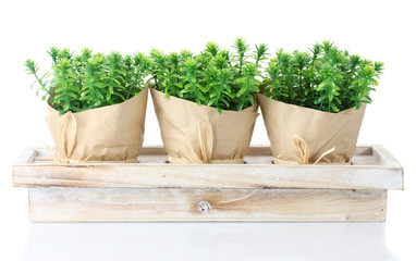 thyme herb plants in pots with beautiful paper decor
