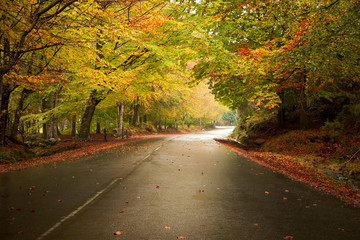 Obraz premium Autumn landscape with road and beautiful colored trees