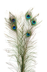 Naklejka premium Peacock Feathers on white background