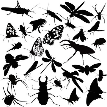 insects animals