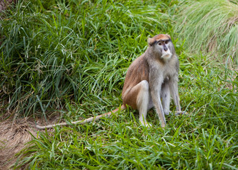 Patas Monkey sitting on grass