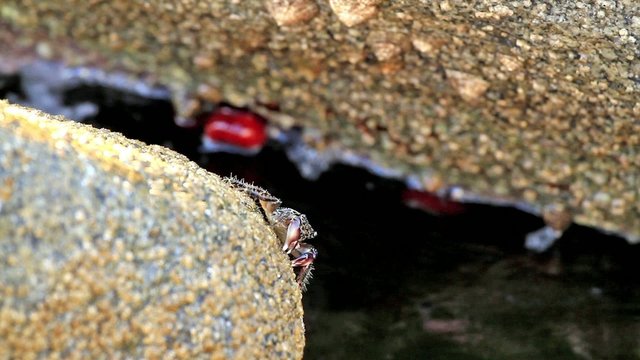 In a  rock a crab eating