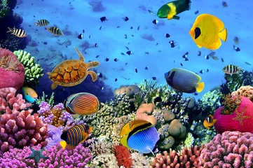 Fototapeten Foto einer Korallenkolonie © vlad61_61