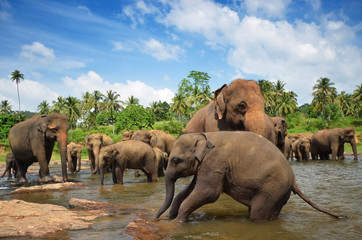Fototapeta premium Elephant group in the river