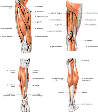 leg muscles