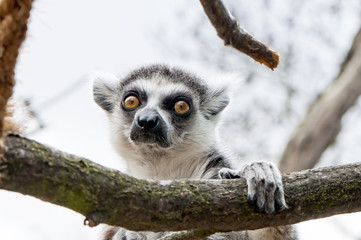 Ring-tailed lemur © Nazzu
