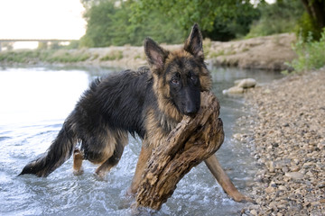 german shepherd in the water