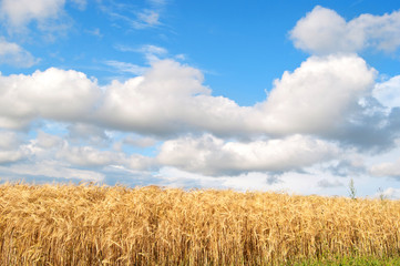 field of wheat