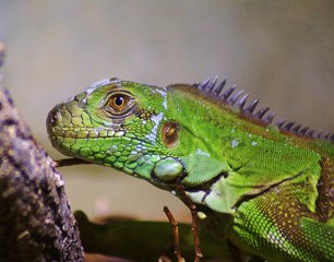 Junger grüner Leguan