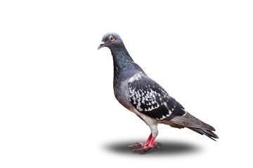 pigeon isolated