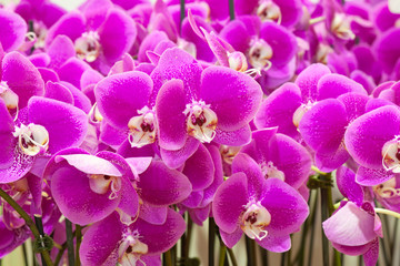 Panele Szklane Podświetlane  orchidées Phalaenopsis