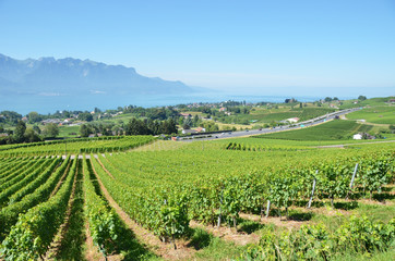 Fototapeta na wymiar Vineyards at Geneva lake, Switzerland