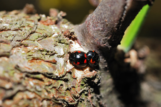 zwei rot schwarze kaefer