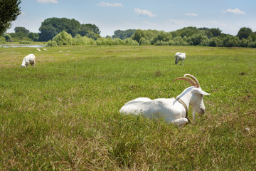 group of goats on the meadow near the river