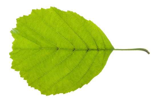 Erle, Laubbaum, Blatt