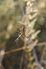 Araignée