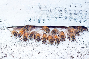 Swarm of Bees in Human-Made Hive on Beekeeping Farm