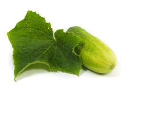 fresh cucumber
