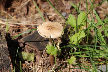 Pilz im Wald