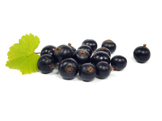 black currant with leaves