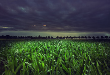 night cornfield