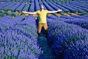 lavender fields