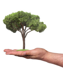 Naklejka premium tree in a hand, isolated
